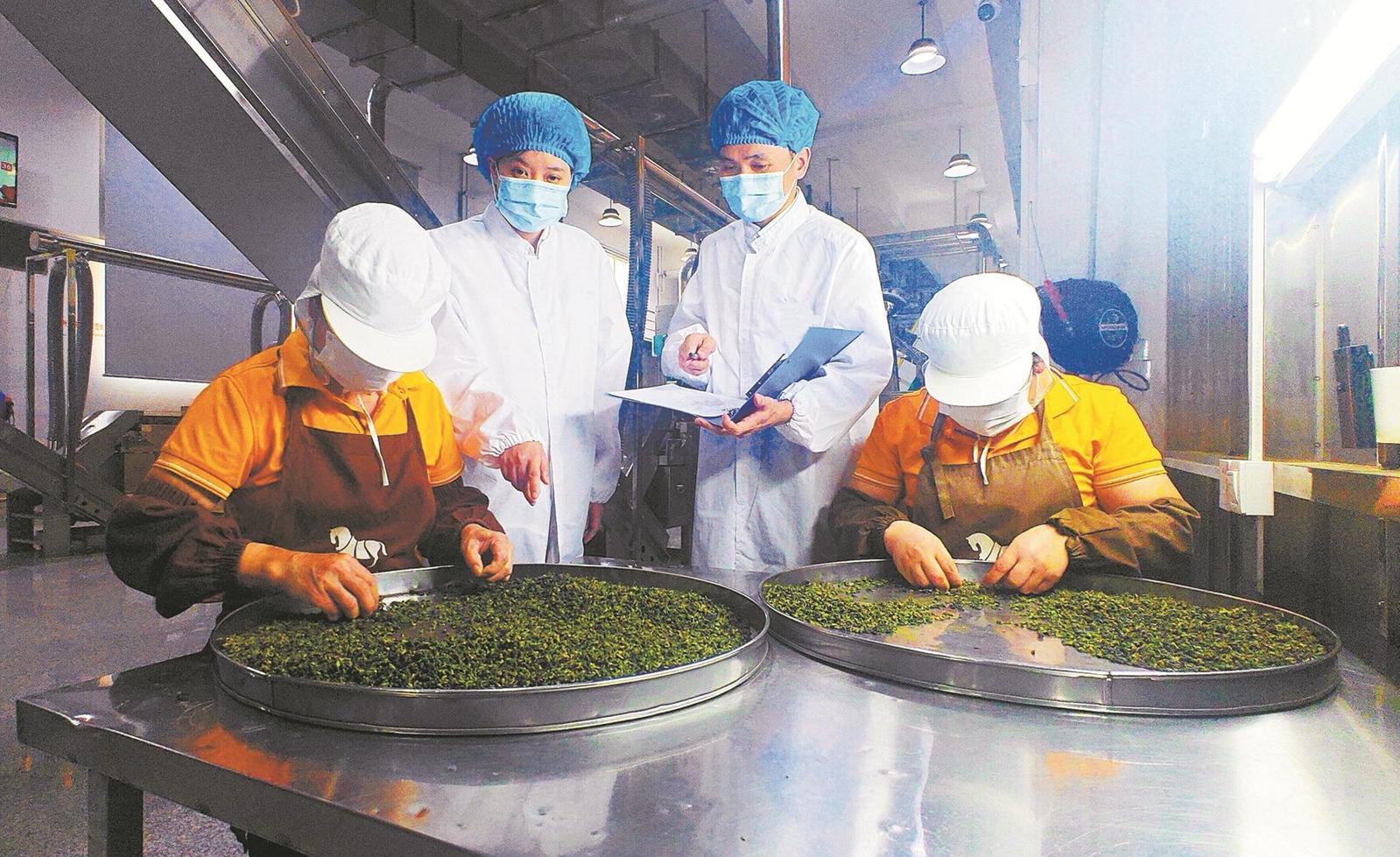 福建省首个出口茶叶“大基地”落地安溪