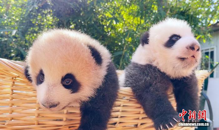 上海野生动物园龙凤胎大熊猫宝宝名字揭晓
