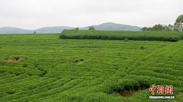 广西千年古琶茶“链”起茶香与财富 赢得海外知音