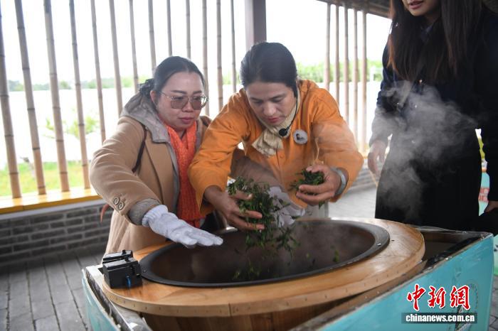 广西千年古琶茶“链”起茶香与财富 赢得海外知音