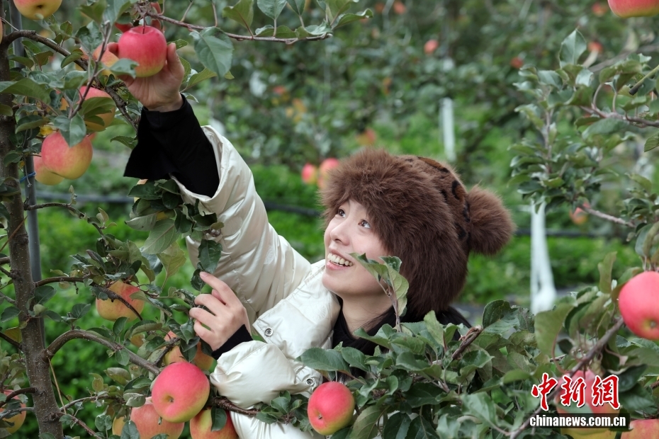 四川茂县优质苹果丰收