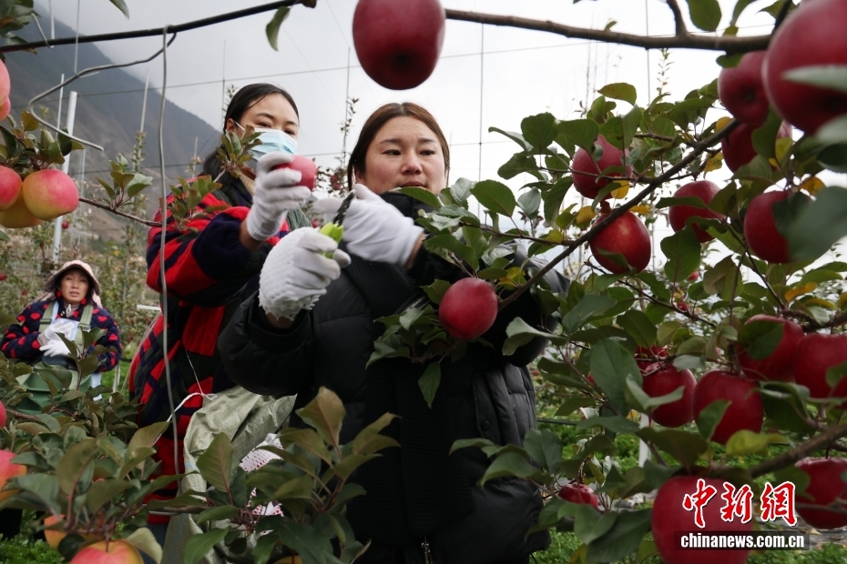 四川茂县优质苹果丰收