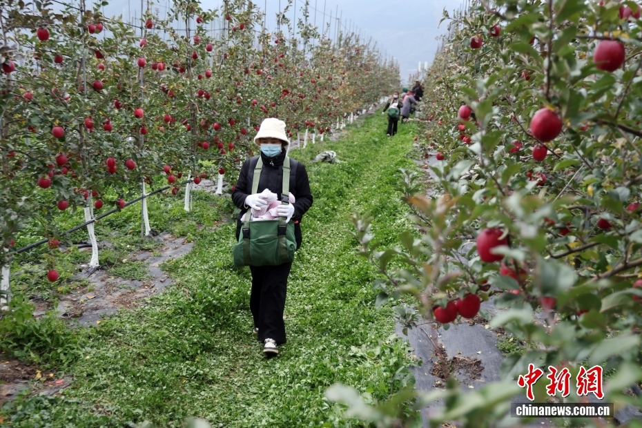 四川茂县优质苹果丰收