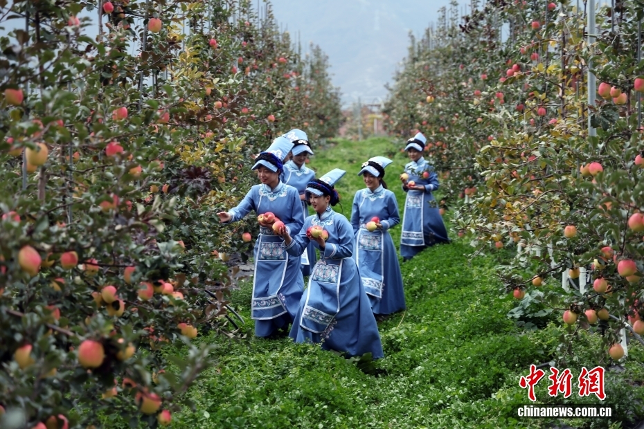 四川茂县优质苹果丰收