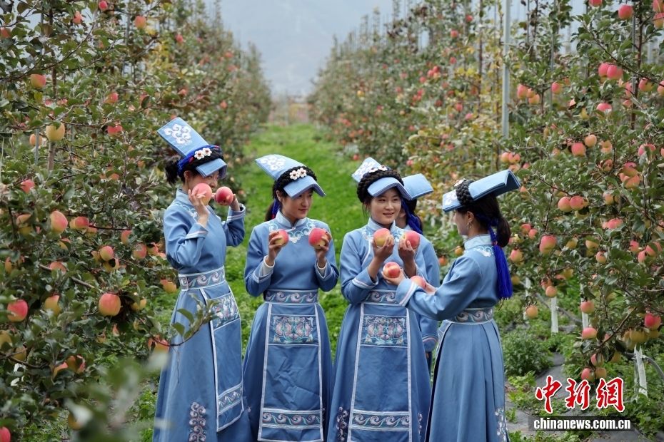 四川茂县优质苹果丰收