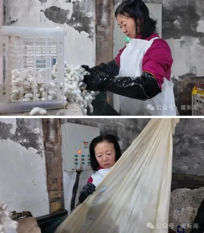 草原“蚕姐姐”和她的“致富蚕” 草原“蚕姐姐”和她的“致富蚕”