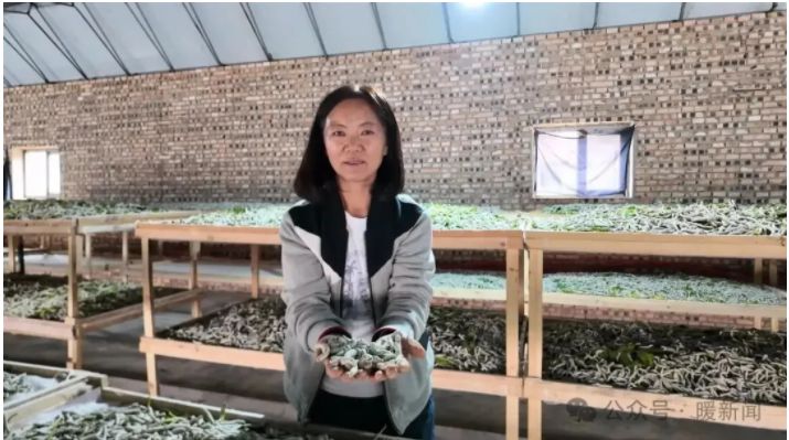 草原“蚕姐姐”和她的“致富蚕” 草原“蚕姐姐”和她的“致富蚕”