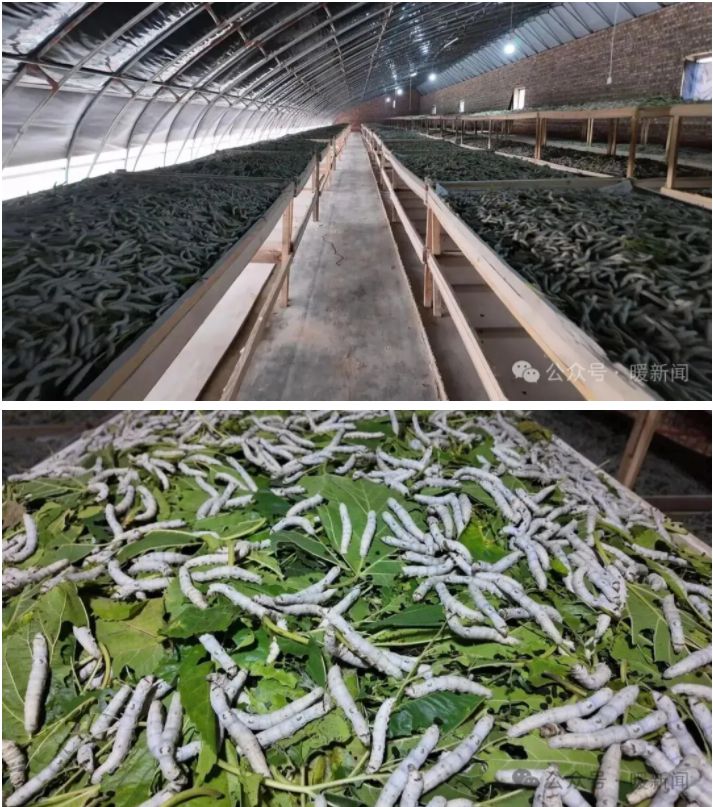 草原“蚕姐姐”和她的“致富蚕” 草原“蚕姐姐”和她的“致富蚕”