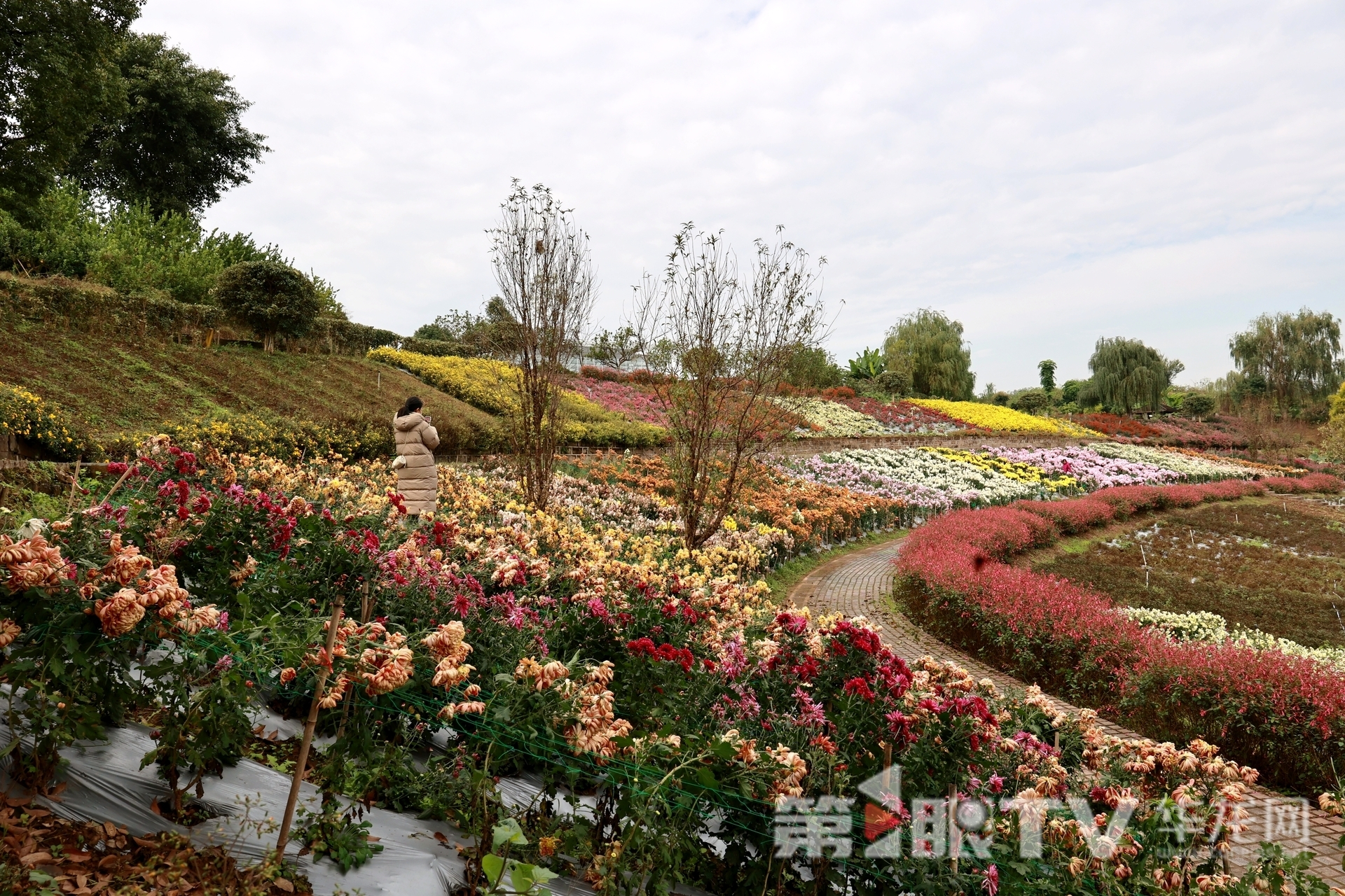 组图 | 重庆“可食菊花”来了 重塑花卉产业“可观可品”新形态 组图 | 重庆“可食菊花”来了 重塑花卉产业“可观可品”新形态