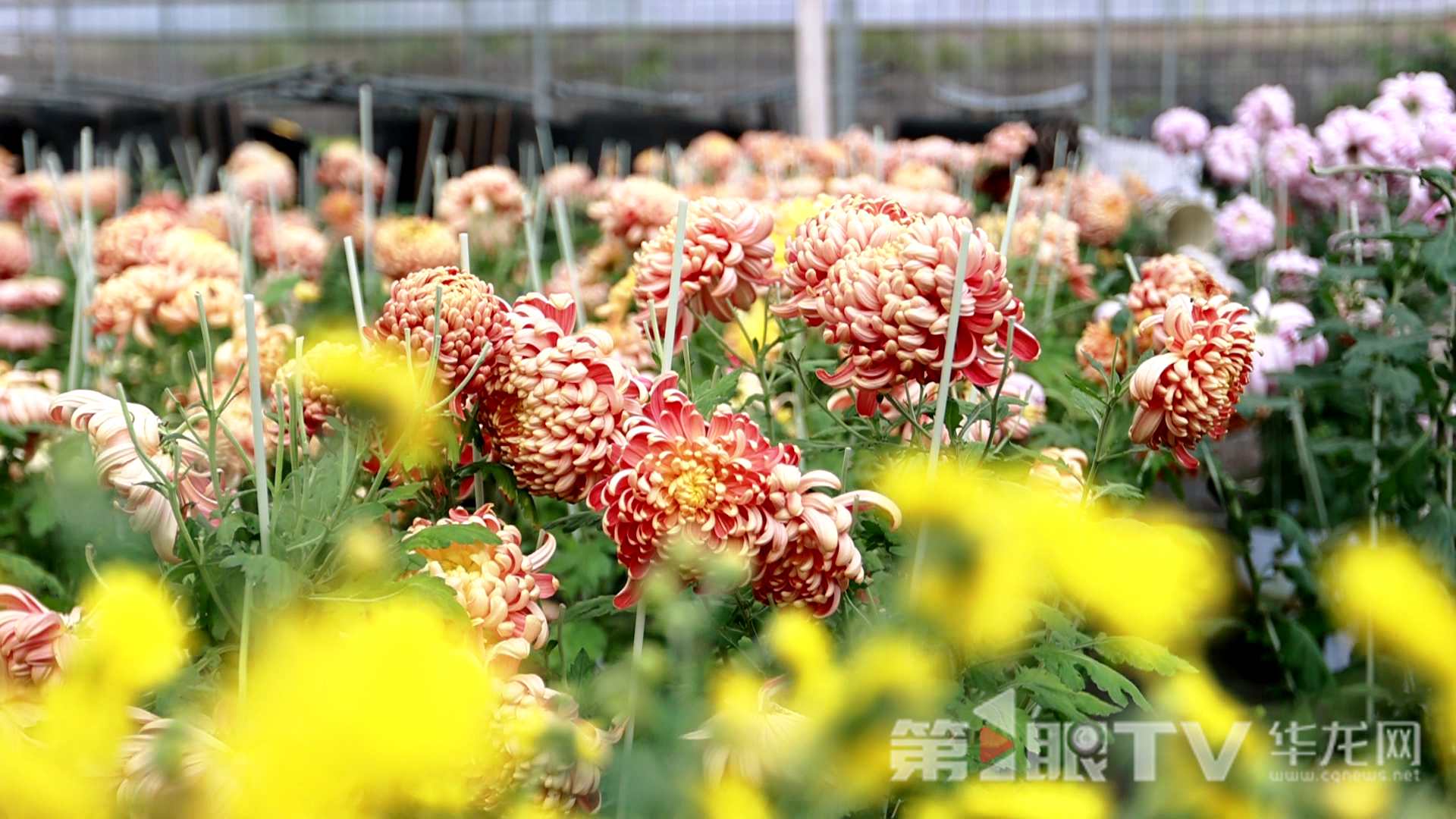 组图 | 重庆“可食菊花”来了 重塑花卉产业“可观可品”新形态 组图 | 重庆“可食菊花”来了 重塑花卉产业“可观可品”新形态