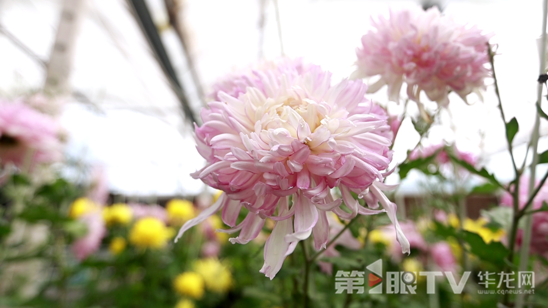 组图 | 重庆“可食菊花”来了 重塑花卉产业“可观可品”新形态 组图 | 重庆“可食菊花”来了 重塑花卉产业“可观可品”新形态