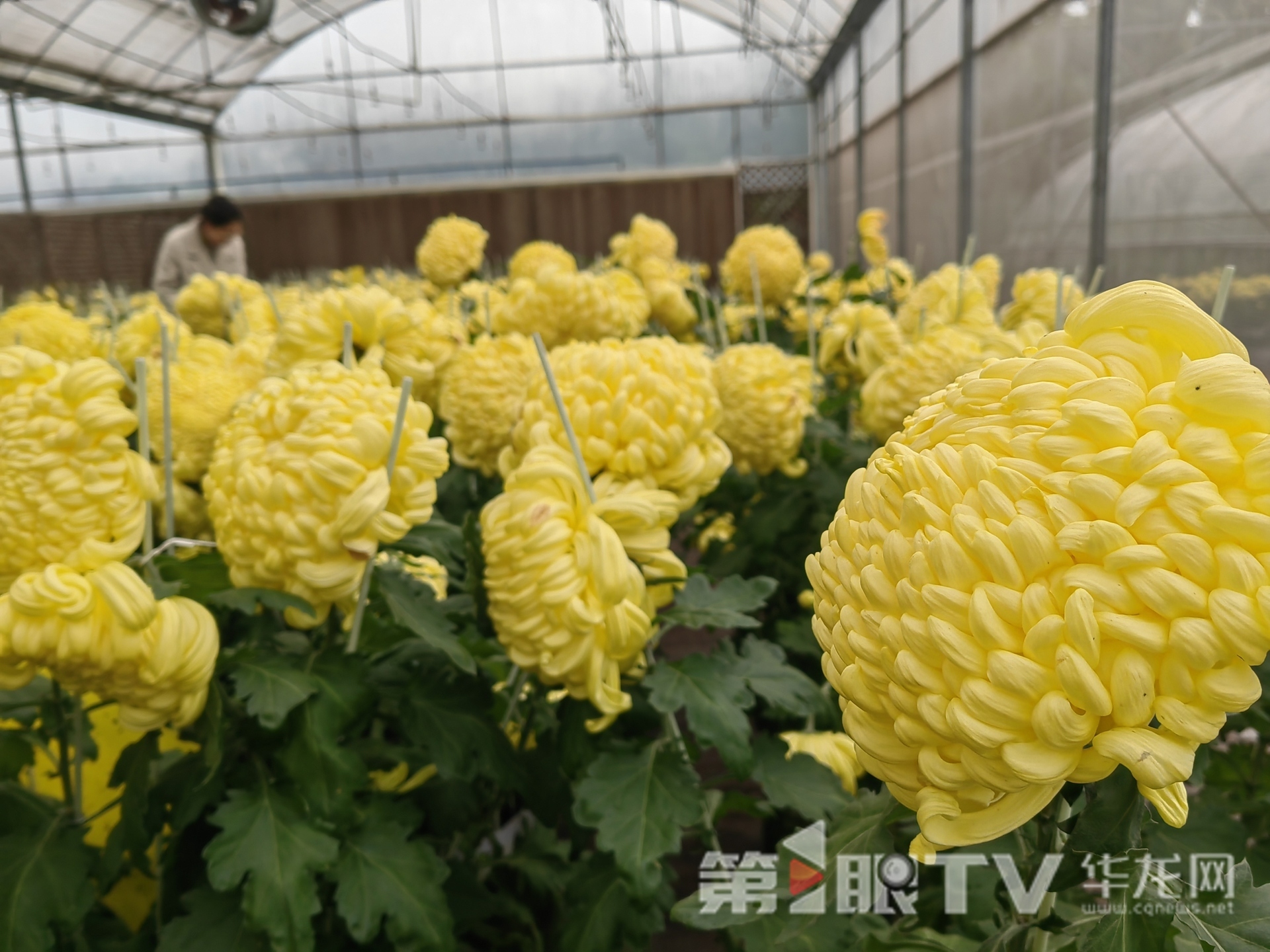 组图 | 重庆“可食菊花”来了 重塑花卉产业“可观可品”新形态 组图 | 重庆“可食菊花”来了 重塑花卉产业“可观可品”新形态