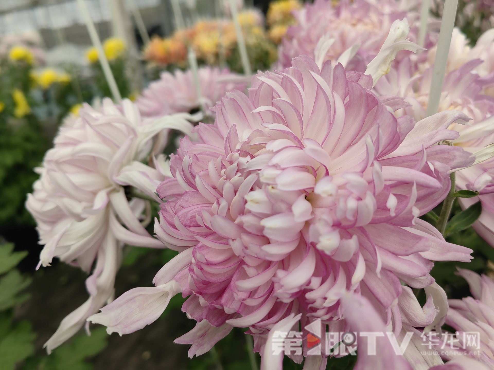 组图 | 重庆“可食菊花”来了 重塑花卉产业“可观可品”新形态 组图 | 重庆“可食菊花”来了 重塑花卉产业“可观可品”新形态