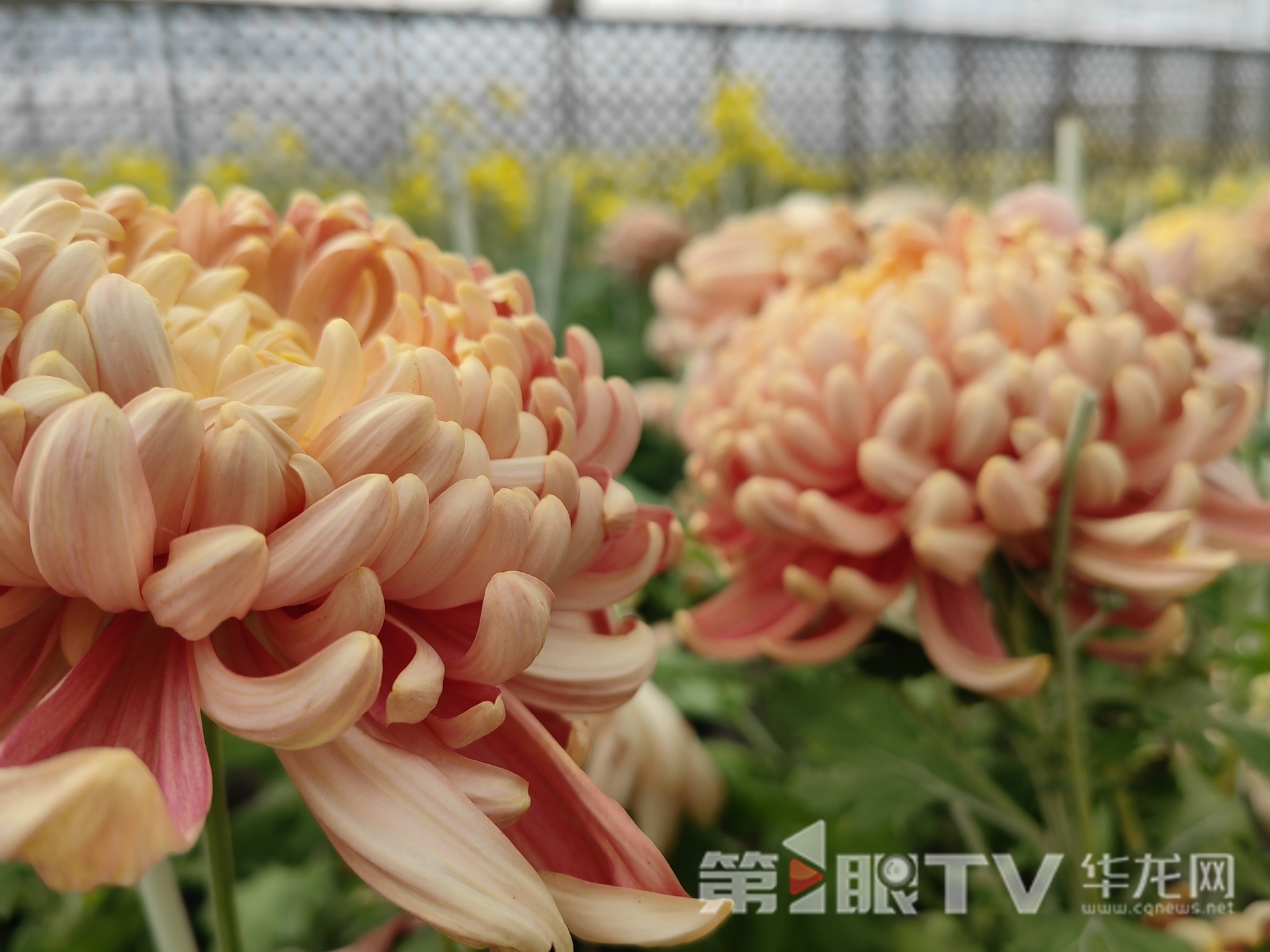 组图 | 重庆“可食菊花”来了 重塑花卉产业“可观可品”新形态 组图 | 重庆“可食菊花”来了 重塑花卉产业“可观可品”新形态