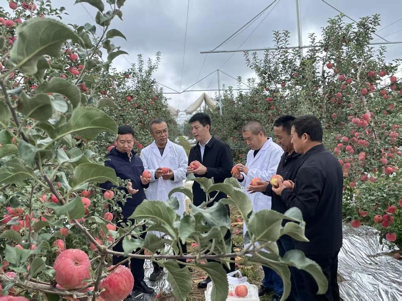 “大宁宁脆”的逆袭之路