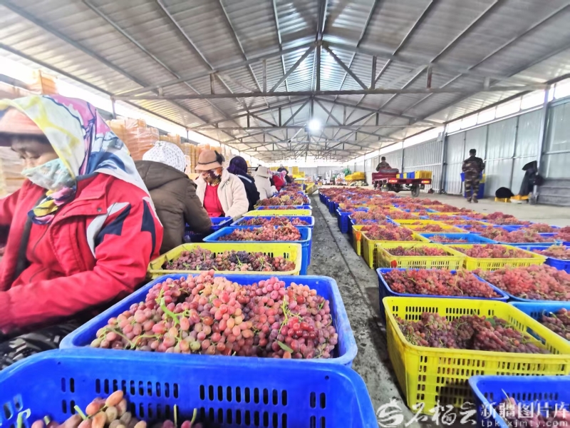 奋进的新疆·我们的“十四五”丨天山果香飘万里