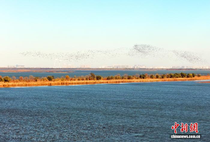万鸟齐飞织“银浪” 衡水湖迎候鸟迁徙高峰 万鸟齐飞织“银浪”衡水湖迎候鸟迁徙高峰
