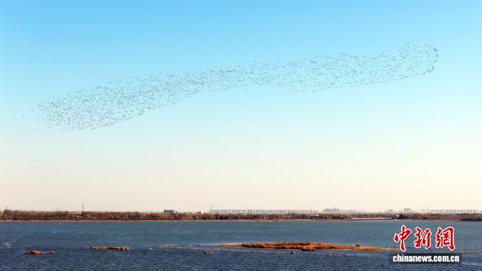 万鸟齐飞织“银浪” 衡水湖迎候鸟迁徙高峰