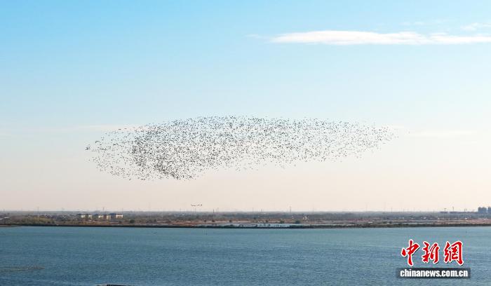 万鸟齐飞织“银浪” 衡水湖迎候鸟迁徙高峰