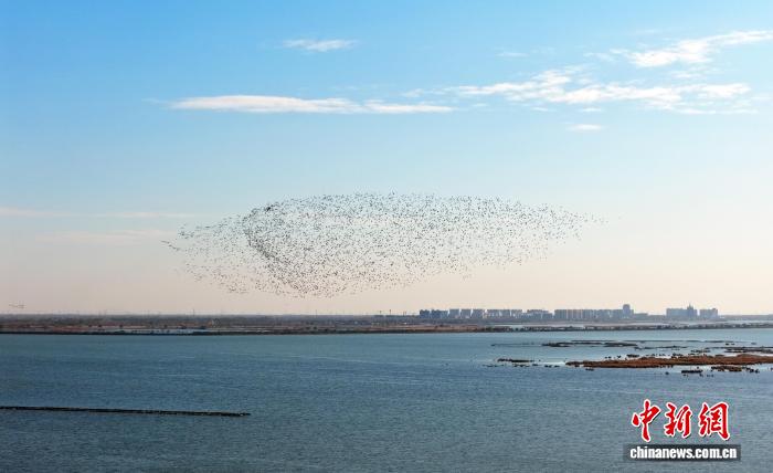 万鸟齐飞织“银浪” 衡水湖迎候鸟迁徙高峰