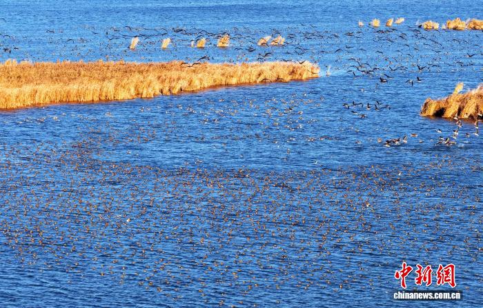 万鸟齐飞织“银浪” 衡水湖迎候鸟迁徙高峰