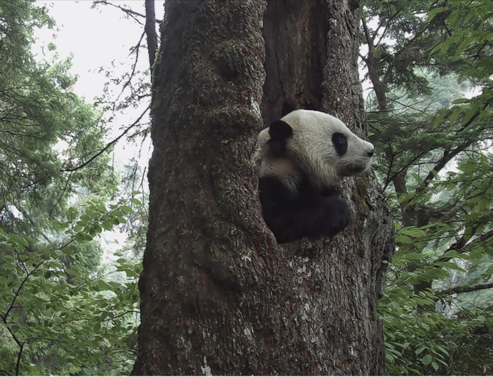 “熊猫老家”宝兴：大熊猫从这里走向世界