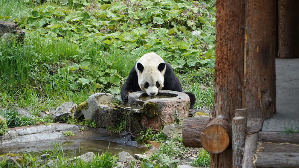 “熊猫老家”宝兴：大熊猫从这里走向世界