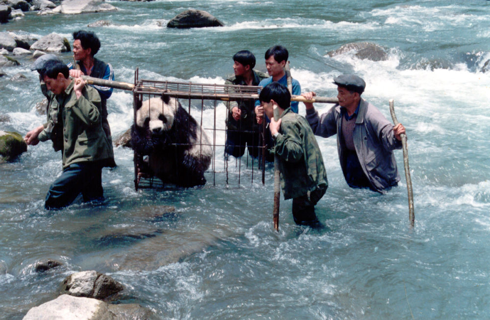“熊猫老家”宝兴：大熊猫从这里走向世界