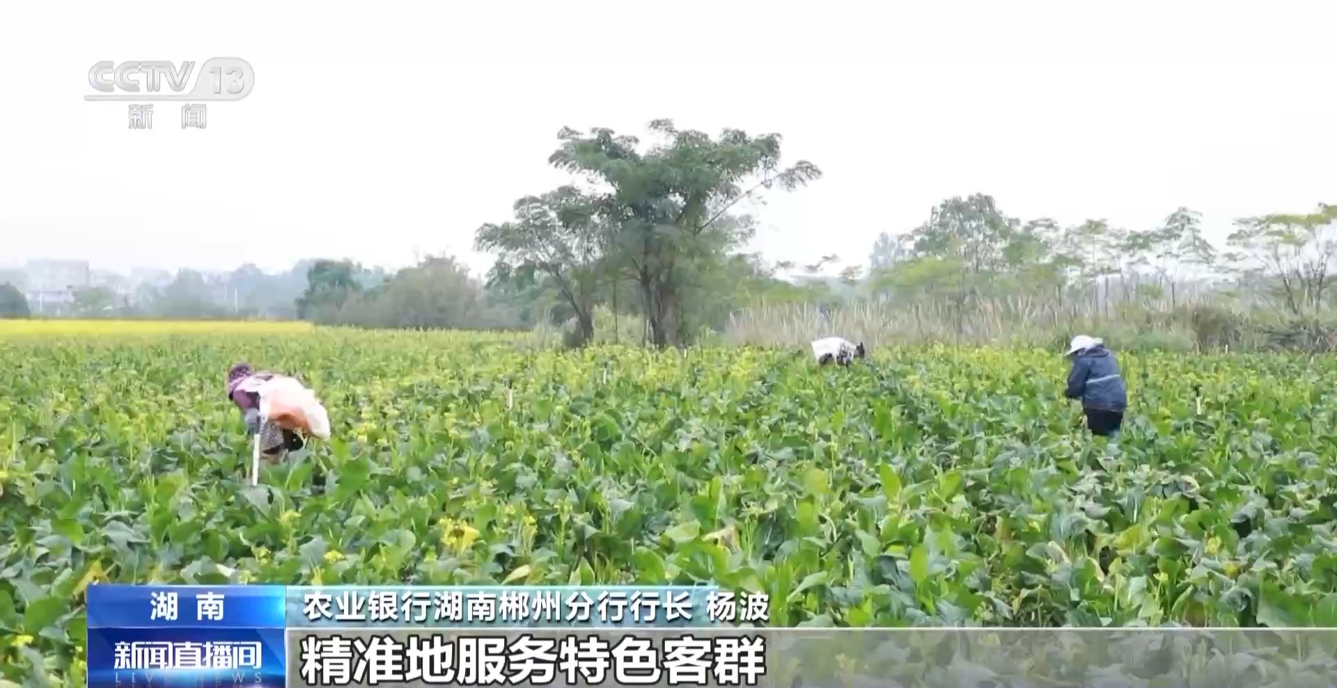 蔬菜贷、民宿贷、水果贷?金融服务“精准滴灌”到田间地头