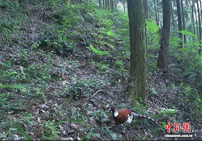 “鸟中大熊猫”白颈长尾雉首次现身江西南昌