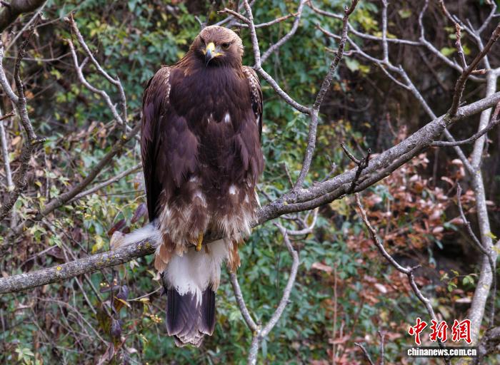 珍稀鸟类金雕现身湖北巴东金丝猴自然保护区
