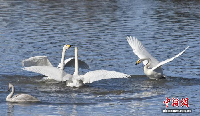 北京密云水库迎候鸟先头部队 多措并举保障顺利迁徙