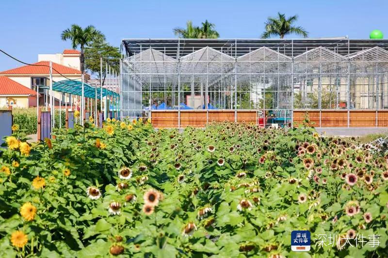 在都市深处播种未来 深圳坪山玉米新农荟勾勒现代田园新范式