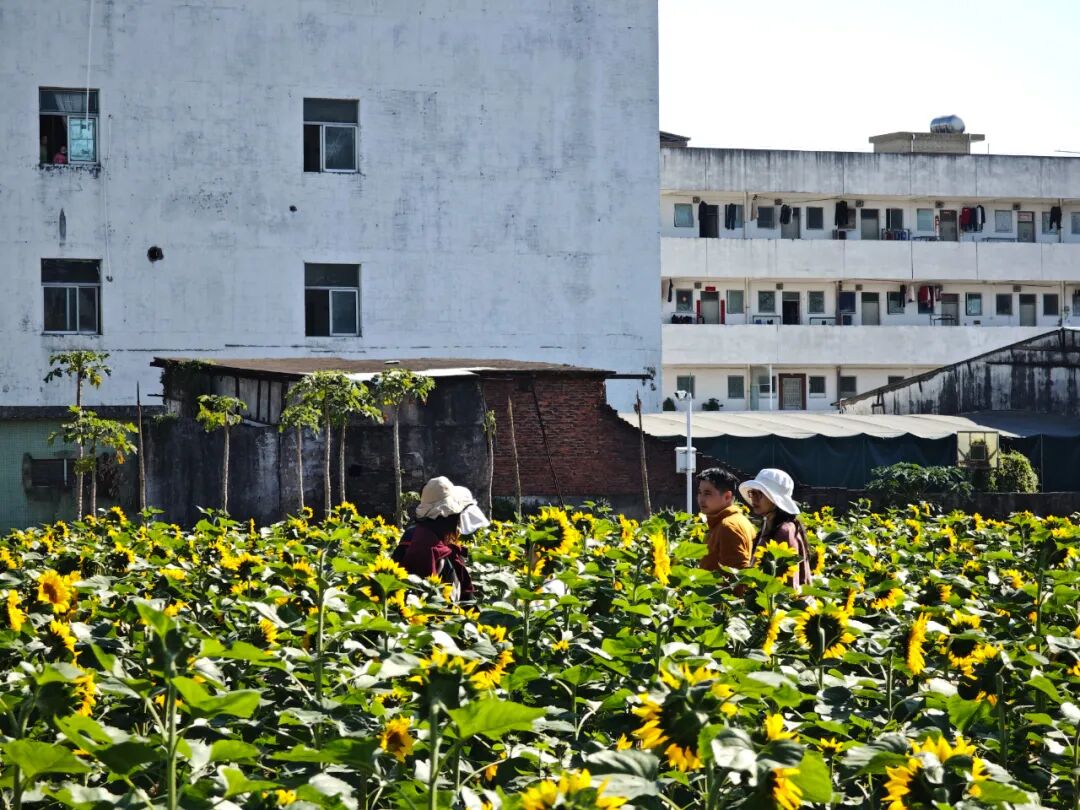 “农文旅+”激活多元价值，“百千万工程”在深圳坪山的都市田园实践