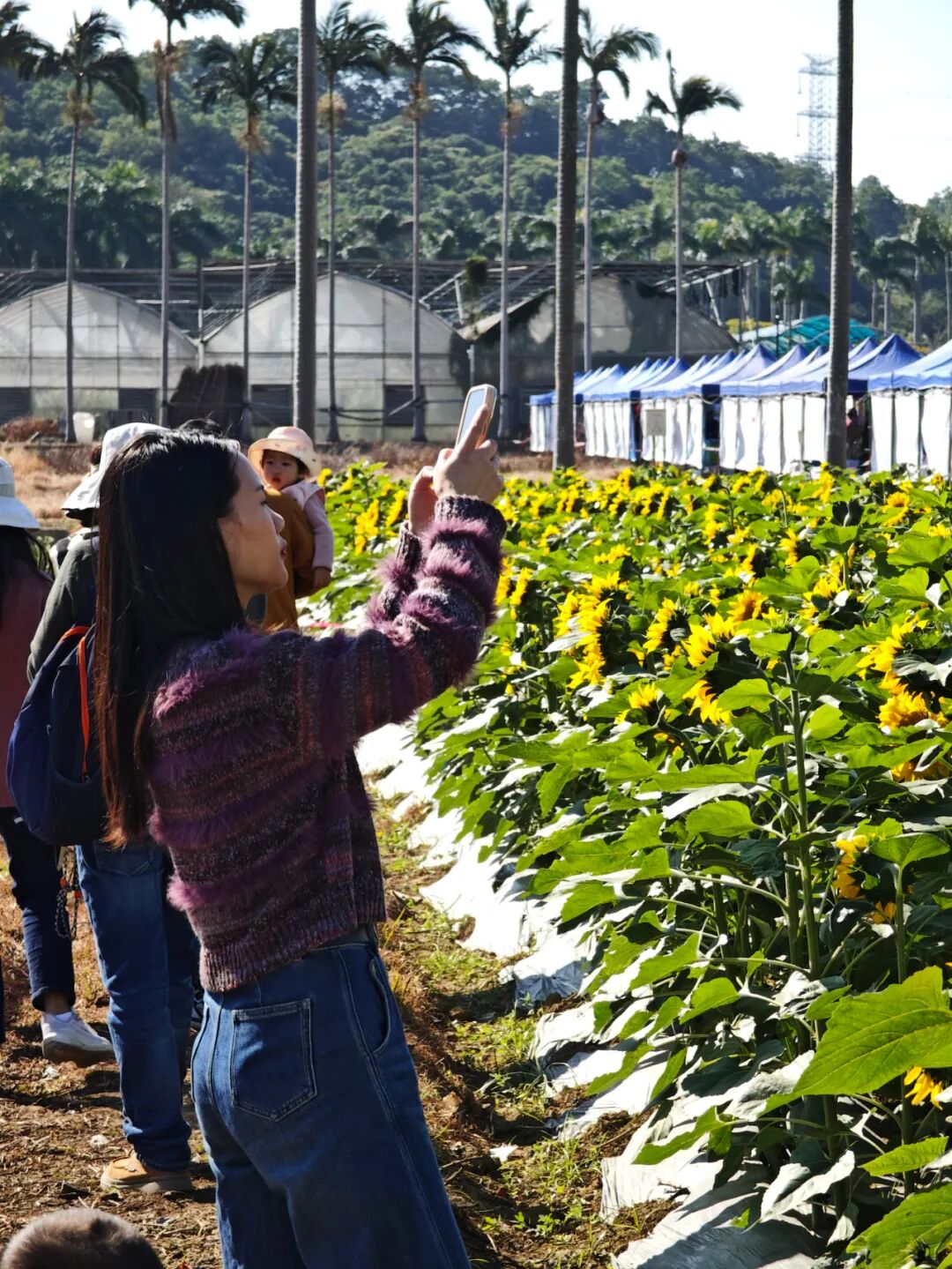 “农文旅+”激活多元价值，“百千万工程”在深圳坪山的都市田园实践