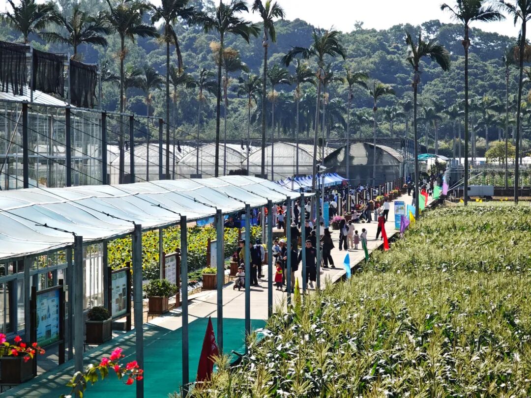 “农文旅+”激活多元价值，“百千万工程”在深圳坪山的都市田园实践