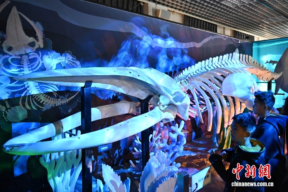 “鲸·奇——海洋深深之遇见鲸”特展在国家自然博物馆开展