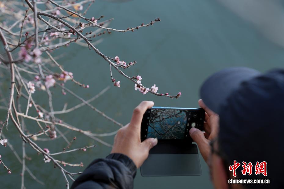 北京颐和园现“春花冬开”景象