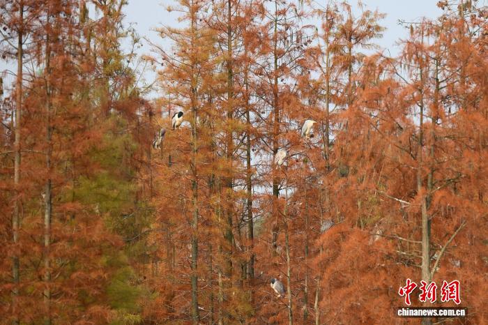四川成都：成群鹭鸟栖息水杉林