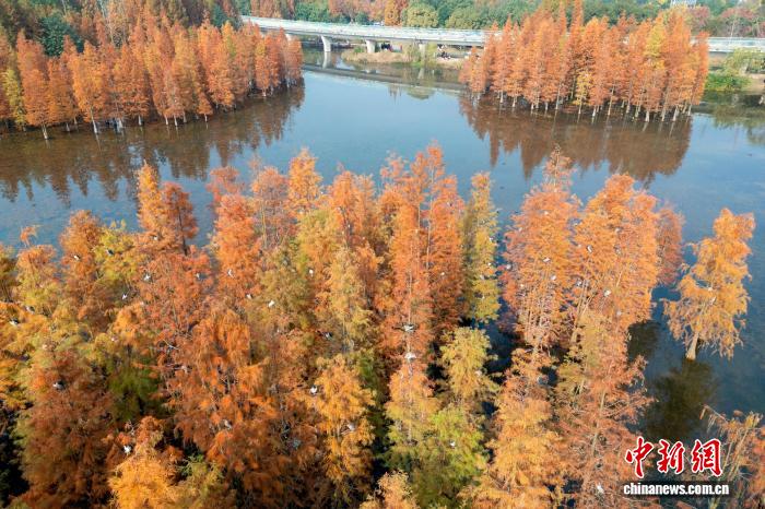 四川成都：成群鹭鸟栖息水杉林