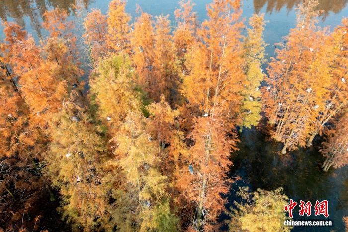 四川成都：成群鹭鸟栖息水杉林