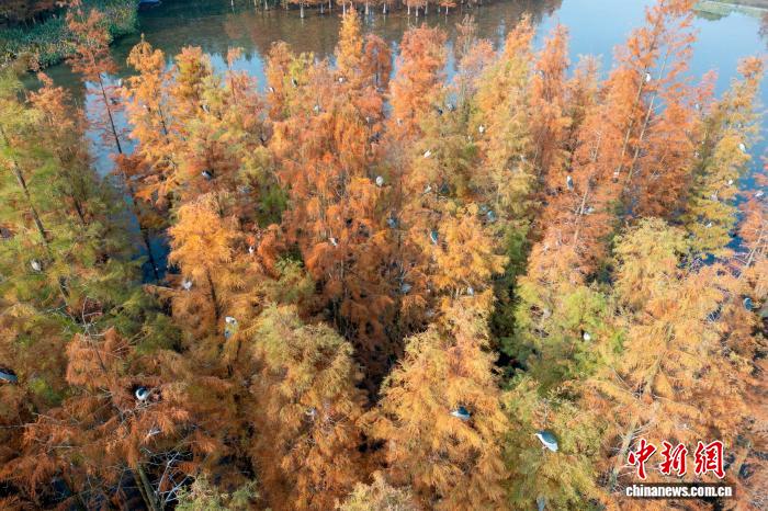 四川成都：成群鹭鸟栖息水杉林
