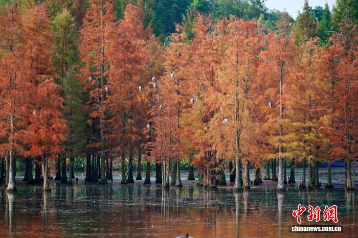 四川成都：成群鹭鸟栖息水杉林