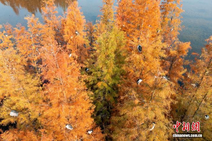 四川成都：成群鹭鸟栖息水杉林