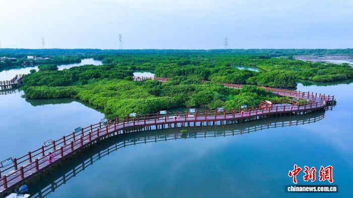 湛江“种养耦合”创新守护红树林 绘就“绿美广东”新画卷