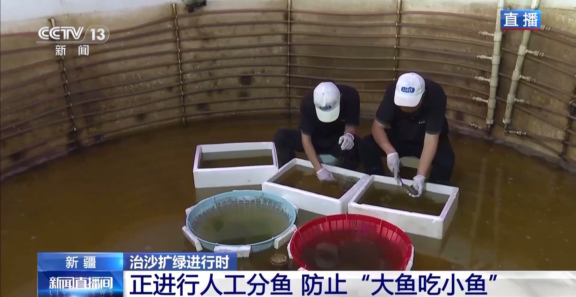 沙漠里如何养海鲜?塔克拉玛干沙漠的水产养殖密码 沙漠里如何养海鲜?塔克拉玛干沙漠的水产养殖密码