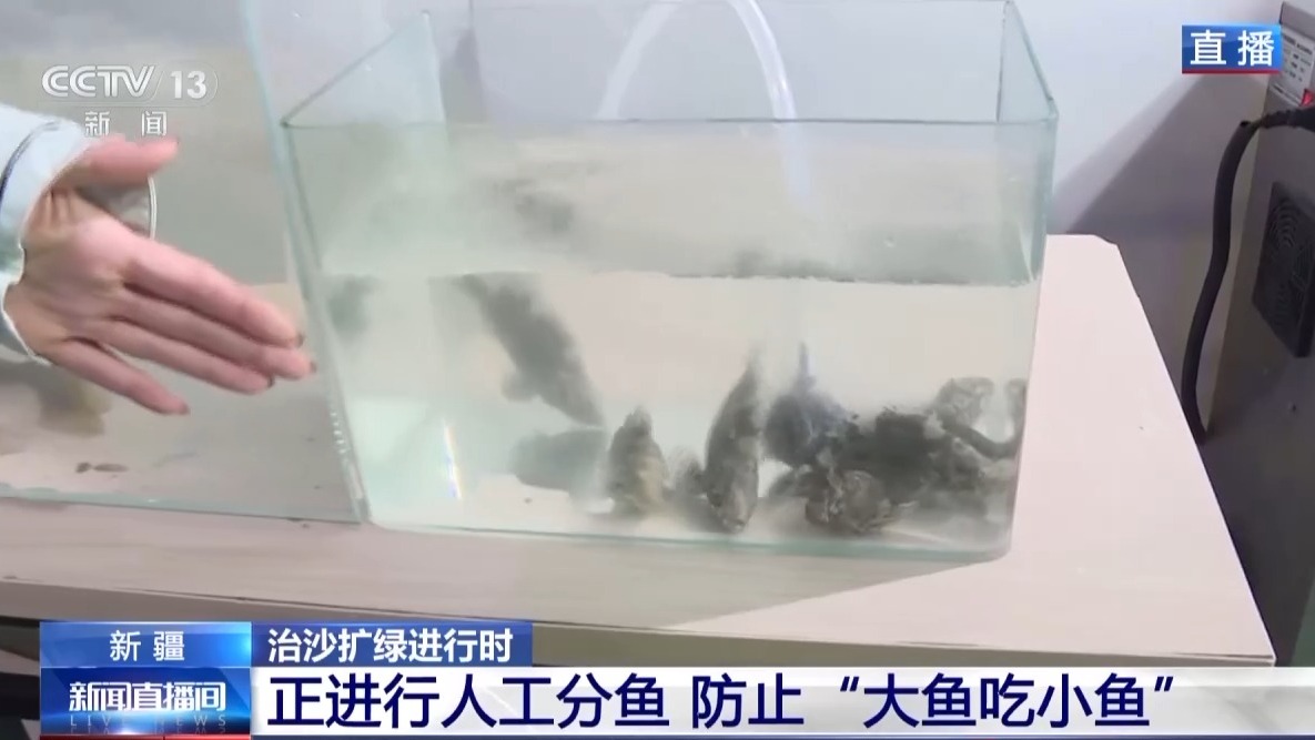 沙漠里如何养海鲜？塔克拉玛干沙漠的水产养殖密码