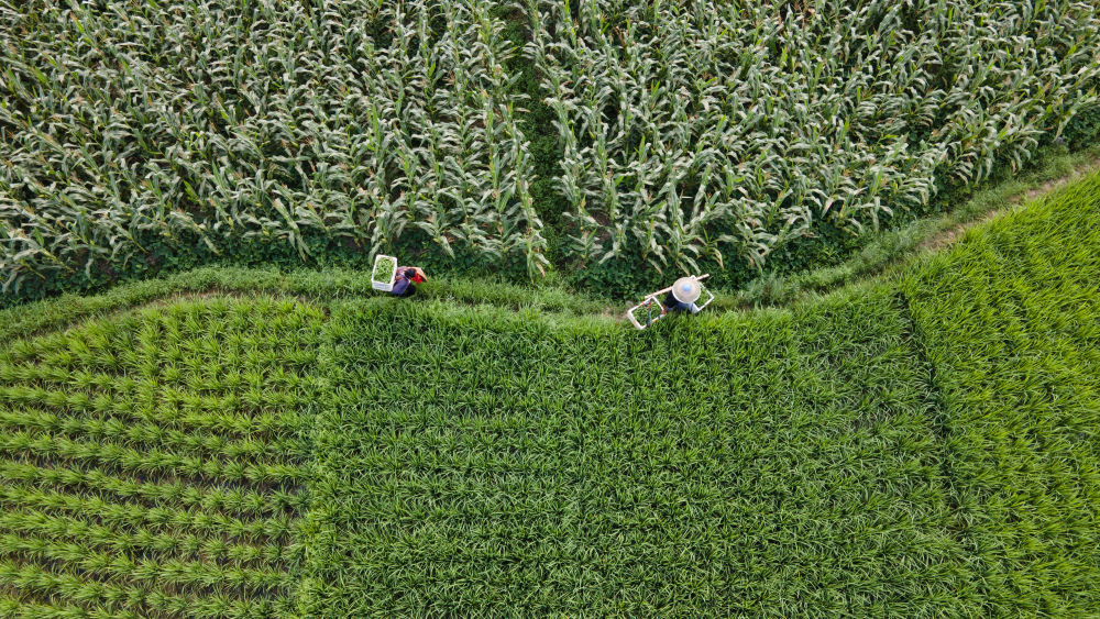 微观高质量发展｜一座矿山里的“生态蝶变”