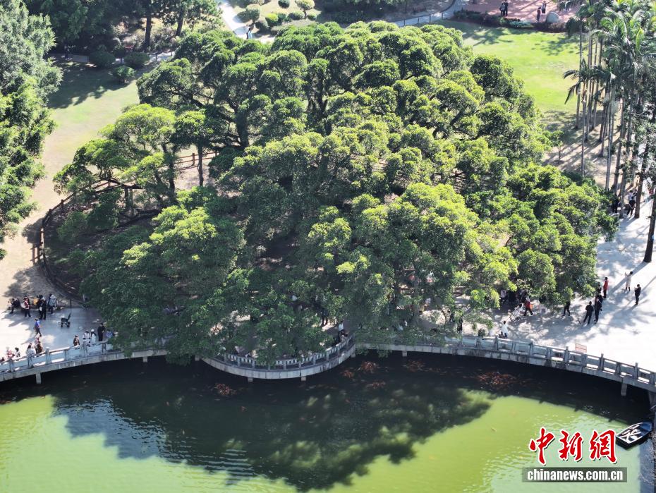 榕城“榕树王”独木成林 冠幅达1330平方米