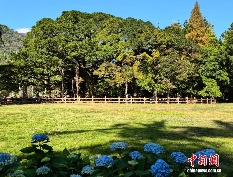 榕城“榕树王”独木成林 冠幅达1330平方米